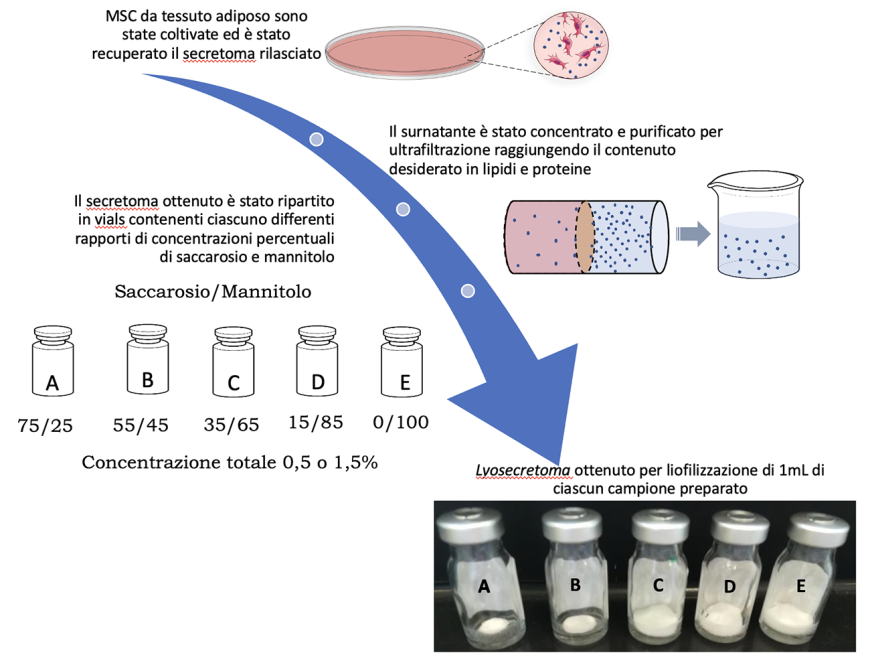 Schema di produzione con ultrafiltrazione e liofilizzazione per trasformare il secretoma di MSC in lyosecretoma