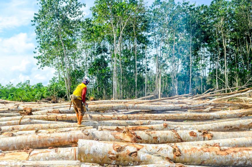 Deforestazione in America meridionale